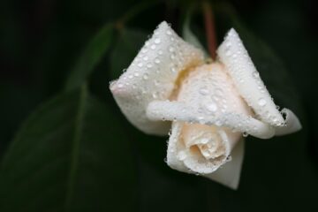A white rose. Image: Pixabay.