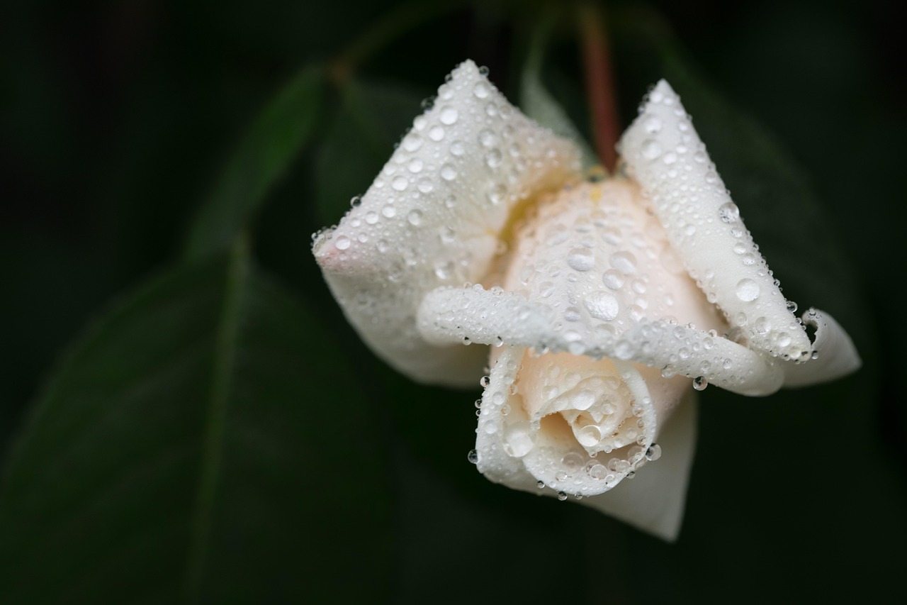 A white rose. Image: Pixabay.